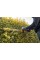 Кусторез аккумуляторный DeWALT DCMHT562P1